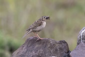 Hellmayr's Pipit, Sao Francisco de Paula, Rio Grande do Sul, Brazil, October 2022 - click for larger image