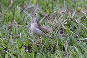 Yellowish Pipit, REGUA, Rio de Janeiro, Brazil, October 2022 - click for larger image