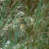 Ochre-breasted Pipit, Brazil, April 2001 - click for larger image