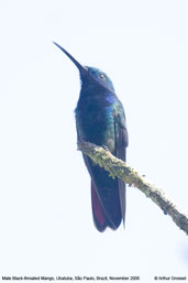 Black-throated Mango, Ubatuba, S&atilde;o Paulo, Brazil, November 2006 - click for larger image