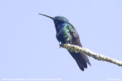 Black-throated Mango, Ubatuba, São Paulo, Brazil, November 2006 - click for larger image