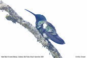 Black-throated Mango, Ubatuba, S&atilde;o Paulo, Brazil, November 2006 - click for larger image