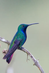 Male Black-throated Mango, Serra Bonita, Camacan, Bahia, Brazil, November 2008 - click for larger image