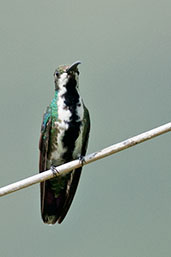 Female Black-throated Mango, Minca, Magdalena, Colombia, April 2012 - click for larger image
