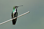 Female Black-throated Mango, Minca, Magdalena, Colombia, April 2012 - click for larger image