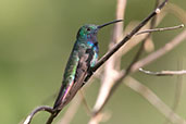 Black-throated Mango, Waqanki Lodge, San Martin, Peru, October 2018 - click for larger image