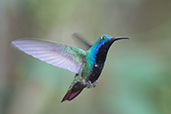 Black-throated Mango, Waqanki Lodge, San Martin, Peru, October 2018 - click for larger image