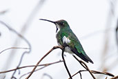 Black-throated Mango, Coca, Ecuador, November 2019 - click for larger image