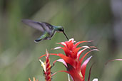 Black-throated Mango, Salesopolis, Sao Paulo, Brazil, October 2022 - click for larger image