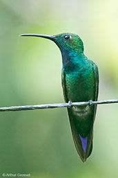 Male Green-breasted Mango, Rio Santiago, Honduras, March 2015 - click for larger image