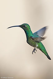 Male Green-breasted Mango, Roatan, Honduras, March 2015 - click for larger image