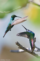 Male Green-breasted Mango, Roatan, Honduras, March 2015 - click for larger image