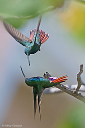 Male Green-breasted Mango, Roatan, Honduras, March 2015 - click for larger image