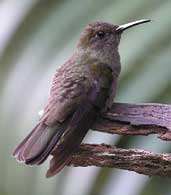 Sombre Hummingbird, Brazil, Aug 2002 - click for larger image