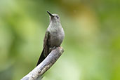 Sombre Hummingbird, Brazil, Aug 2002 - click for larger image