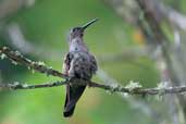 Sombre Hummingbird, Vargem Alta, Espirito Santo, Brazil, March 2004 - click for larger image