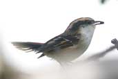 Thorn-tailed Rayadito, Torres del Paine, Chile, December 2005 - click for larger image