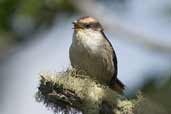 Thorn-tailed Rayadito, Torres del Paine, Chile, December 2005 - click for larger image