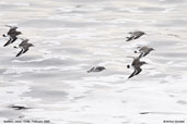 Surfbird,  Arica, Chile, February 2007 - click for larger image