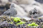 Surfbird,  Arica, Chile, February 2007 - click for larger image