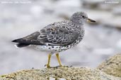 Surfbird,  Arica, Chile, February 2007 - click for larger image