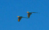 Blue & Yellow Macaw, Goiás, Brazil, April 2001 - click for larger image