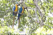 Blue-and-yellow Macaw, Cristalino, Mato Grosso, Brazil, December 2006 - click for larger image