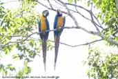 Blue-and-yellow Macaw, Cristalino, Mato Grosso, Brazil, December 2006 - click for larger image