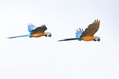 Blue-and-yellow Macaw, Sani Lodge, Sucumbios, Ecuador, November 2019 - click for larger image