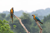 Blue-and-yellow Macaw, Sani Lodge, Sucumbios, Ecuador, November 2019 - click for larger image