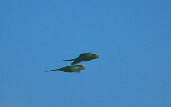Peach-fronted Parakeet, Goi&aacute;s, Brazil, April 2001 - click for a larger image