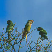 Peach-fronted Parakeet, Minas Gerais, Brazil, April 2001 - click for a larger image