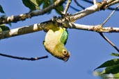 Peach-fronted Parakeet, Fazenda Michelin, Ituberá, Bahia, Brazil, November 2008 - click for a larger image