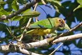 Peach-fronted Parakeet, Fazenda Michelin, Ituberá, Bahia, Brazil, November 2008 - click for a larger image