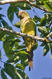 Peach-fronted Parakeet, Fazenda Michelin, Ituberá, Bahia, Brazil, November 2008 - click for a larger image