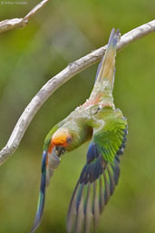 Golden-capped Parakeet, Cetrel, Camaçari, Bahia, Brazil, November 2008 - click for a larger image