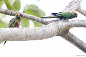 Golden-capped Parakeet, Cetrel, Camaçari, Bahia, Brazil, November 2008 - click for a larger image