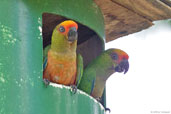 Golden-capped Parakeet, Cetrel, Camaçari, Bahia, Brazil, November 2008 - click for a larger image