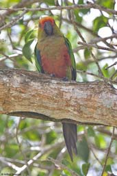 Golden-capped Parakeet, Cetrel, Camaçari, Bahia, Brazil, November 2008 - click for a larger image