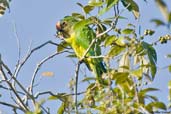 Peach-fronted Parakeet, Linhares, Espirito Santo, Brazil, March 2004 - click for a larger image