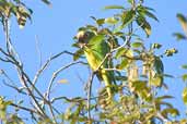 Peach-fronted Parakeet, Linhares, Espirito Santo, Brazil, March 2004 - click for a larger image