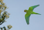 Caatinga Parakeet, Chapada Diamantina, Bahia, Brazil, July 2002 - click for larger image