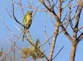 Caatinga Parakeet, Chapada Diamantina, Bahia, Brazil, July 2002 - click for larger image