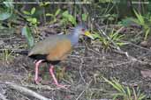 Grey-necked Wood-rail, Pantanal, Mato Grosso, Brazil, December 2006 - click for larger image