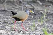 Grey-necked Wood-rail, Pantanal, Mato Grosso, Brazil, December 2006 - click for larger image