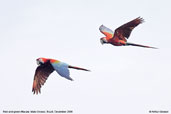 Red-and-green Macaw, Cristalino, Mato Grosso, Brazil, December 2006 - click for larger image