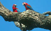Red-and-green Macaw, Pará, Brazil, February 2002 - click for larger image