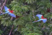 Red-and-green Macaw, Cristalino, Mato Grosso, Brazil, April 2003 - click for larger image