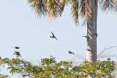 Cuban Parrot, Najasa, Cuba, February 2005 - click on image for a larger view