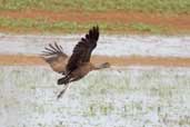 Limpkin, Rio Grande do Sul, Brazil, August 2004 - click for larger image